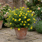 1 Potentilla Goldfinger Hardy Yellow Flowering Shrub, Bee Friendly Garden Plant, 2 Litre Root Ball