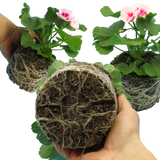 Set of 3 or 6 Large Plants - Garden Ready Pelargonium Toscana Dolce Vita Linus/Smart Splash