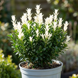 1 Euonymus Japonicus Paloma Blanca Plant, Hardy Evergreen Shrub for Garden, 7.5 Litre Root-Ball