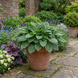 Set of 3 or 6 Large Hosta Plants - Francee Plantain Lily, Ready to Plant in Your Garden, 1L