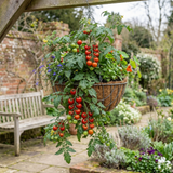 Set of 3 or 6 Large Plants - Tomato Tumbling Tom Variety, Outdoor Garden Ready, 10.5 cm