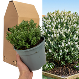 1 Large, Garden Ready Plant - Hebe Sutherlandii (Shrubby Veronica), 17cm/2L Pot