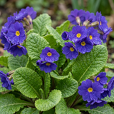 Set of 3 or 6 Primula Little Queen Violet Hardy Perennial Plants, Bee Friendly Spring Flowering, Outdoor Garden Ready, 1 Litre Root-Ball