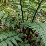 Set of 3 or 6 Dryopteris Atrata Wood Fern Plants, Hardy Evergreen Perennial Ferns for Shade, Outdoor Garden Ready, 1 Litre Root-Ball