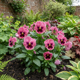 3 Hardy Pansy Plants Pink with Blotch, Garden Ready Spring & Autumn Flowering, 3Ltr Root Ball