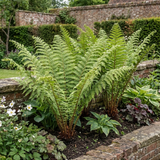 Set of 3 or 6 Scaly Male Fern Dryopteris Cristata Plants, Hardy Evergreen Perennial, 1 Litre Root-Ball