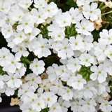 Set of 3 or 6 Large Plants - Verbena Lanai Up White, Ready to Plant in Your Garden