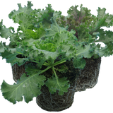 Ornamental Cabbage Growers selection