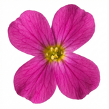 1 Arabis Aubrieta Deep Rose Plant, Hardy Evergreen Alpine Perennial, 2 Litre Root Ball