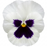 Set of 3 or 6 Pansy Cats Plus White Plants, Hardy Winter & Spring Flowering Pansies, 1 Litre Root-Ball