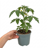 1 Shirley F1 Tomato Plant, Grow Your Own Tomatoes, Live Vegetable Plants for Sale, 2 Litre Root Ball