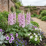 Set of 3 or 6 Delphinium Lilac Rose White Bee Hardy Perennial Plants, Summer Flowering Cottage Garden Plants, Outdoor Garden Ready, 1 Litre / 11cm Root-Ball