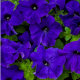Set of 3 of 6 Large Plants - Petunia Express Blue, Outdoor Garden Ready