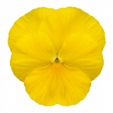 3 Pansy Delta Pro Clear Yellow Plants, Frost Hardy Winter & Spring Flowering, 3Ltr Root-Ball