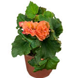 1 Begonia Solenia Apricot Plant, Summer Flowering, Outdoor Garden Ready, 17cm Root-Ball