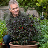1 Zimbabwe Black Chilli Pepper Plant, Live Hot Pepper, Grow Your Own Chilli, 2Ltr Root Ball
