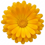 1 Calendula Fiesta Yellow Pot Marigold Plant, Spring & Autumn Bedding, Pollinator Friendly, 2 Litre Root Ball