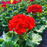 Geranium Toscana Senna