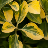 Ligustrum Aureum