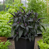 1 Zimbabwe Black Chilli Pepper Plant, Live Hot Pepper, Grow Your Own Chilli, 2Ltr Root Ball