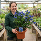 1 Ceanothus Skylark Plant, Hardy Blue Flowering Evergreen Shrub, California Lilac, 3 Litre Root-Ball