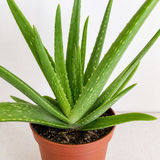 Aloe Vera Plant, Indoor Succulent, Easy Care Houseplant, 12cm 1 Litre Pots