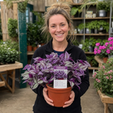1 Tradescantia JS Brainstorm Live Plant, Hardy Flowering Perennial, 19cm/3 Litre Root Ball
