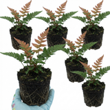Set of 3 or 6 Japanese Shield Fern Dryopteris Erythrosora Prolifica, Hardy Shade Perennial Plants, 1 Litre Root Ball