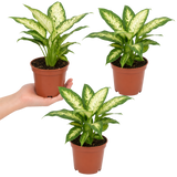 Dieffenbachia Camilla Variegated Dumb Cane, Indoor Houseplant, 12cm Pots
