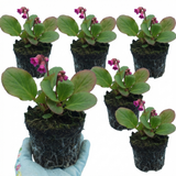 Set of 3 or 6 Bergenia Rotblum Hardy Evergreen Perennial Plants, Pink Flowering Ground Cover, Outdoor Garden Ready, 1 Litre Root-Ball
