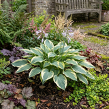 Set of 3 or 6 Large Hosta Plants - First Frost Plantain Lily, Ready to Plant in Your Garden
