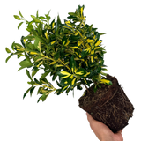 Euonymus Ovatus Aureus