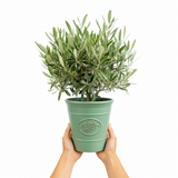 3 Litre Bushy Olive Tree, Nursery Pot, Outdoor, Pots