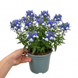 1 Large Plant - Nemesia Nuvo Blue 180, Outdoor Garden Ready, 2L Pot