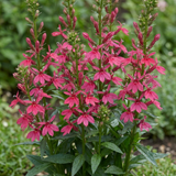 Set of 3 or 6 Lobelia Starship Deep Rose Upright Hardy Perennial Plants, Summer Garden Ready, 1 Litre Root Ball