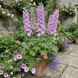 Set of 3 or 6 Delphinium Lilac Rose White Bee Hardy Perennial Plants, Summer Flowering Cottage Garden Plants, Outdoor Garden Ready, 1 Litre / 11cm Root-Ball