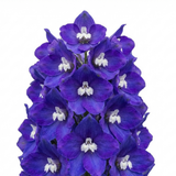 Set of 3 or 6 Delphinium Pacific Giants King Arthur Hardy Perennial Plants, Tall Cottage Garden Flowers, Outdoor Garden Ready, 1 Litre Root-Ball