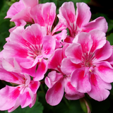 Geranium Toscana Anne