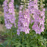 Set of 3 or 6 Delphinium Lilac Rose White Bee Hardy Perennial Plants, Summer Flowering Cottage Garden Plants, Outdoor Garden Ready, 1 Litre / 11cm Root-Ball