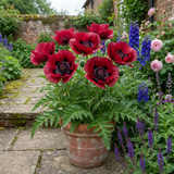 Set of 3 or 6 Papaver Orientale Beauty of Livermere Plants, Hardy Perennial Oriental Poppy, Outdoor Garden Ready, 1 Litre Root-Ball