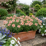 Set of 3 or 6 Verbena Magelana Peach Trailing Plants, Summer Bedding Flowers, Hanging Basket & Garden Ready, 10.5cm Root Ball