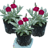 Set of 3 or 6 Lychnis Atrosanguinea ‘Rose Campion’ Hardy Cottage Garden Perennial Plants, Summer Flowering, Outdoor Garden Ready, 1 Litre Root-Ball