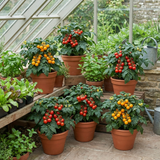 Set of 3 or 6 Patio Tomato Jo & Grace Plants, Live Tomato Seedlings, Outdoor Garden Ready, 1L Root Ball