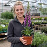 1 Large Plant - Digitalis Dalmatian Purple, Outdoor Garden Ready, 2L Pot