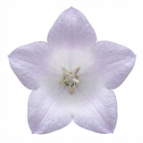 Set of 3 or 6 Large Hosta Plants - First Frost Plantain Lily, Ready to Plant in Your Garden