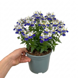 1 Large Plant - Nemesia Nuvo Blue Bicolour 180, Outdoor Garden Ready, 2L Pot