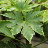 Fatsia Spiders Web