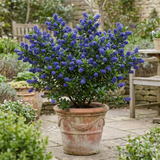 1 Ceanothus Concha, 7.5 Litre Californian Lilac, Blue Flowering Evergreen Shrub, Root-Ball