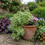Set of 3 or 6 Large Plants - Plectranthus Coleoides / Swedish Ivy, Outdoor Garden Ready