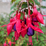 Fuchsia Mrs Popple